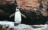 Humboldt Penguin